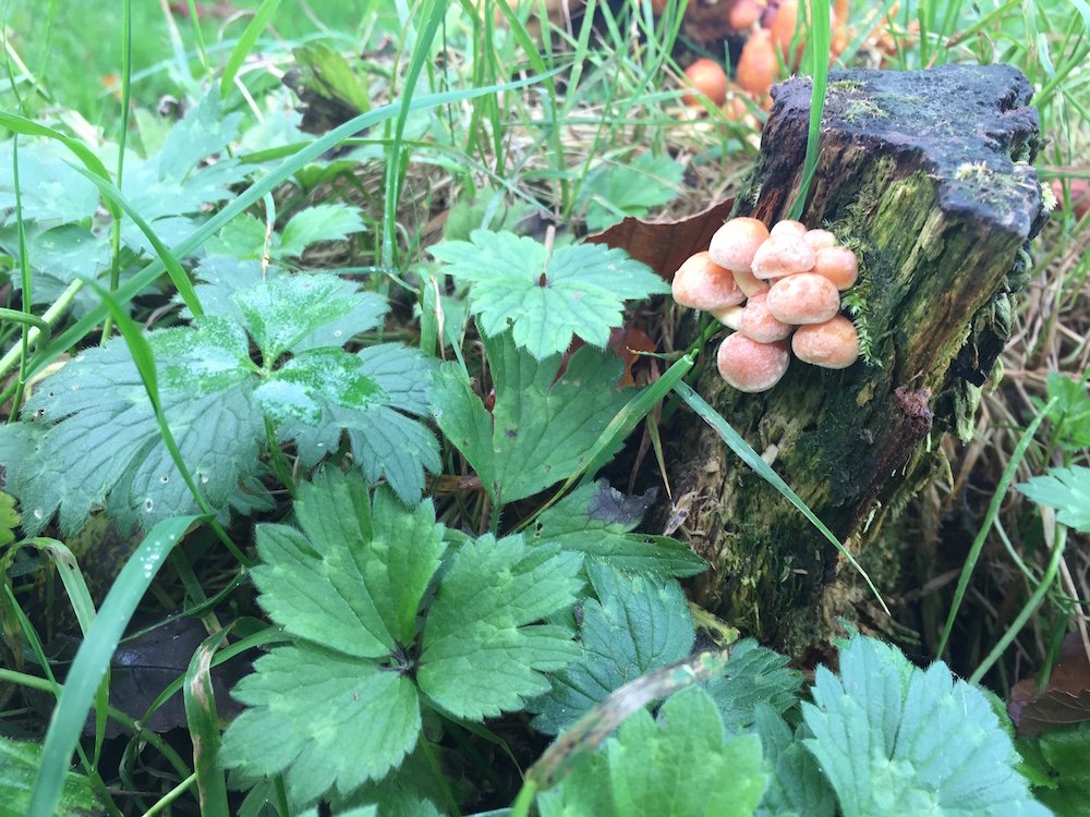 mushrooms_killarney